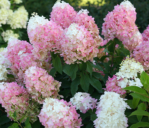 Hydrangea Paniculata Pinkachu