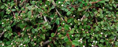 COTONEASTER 'FRIEDERS EVERGREEN' 01