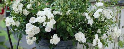 ROSIER 'THE FAIRY BLANC' 01 ROSIER 'THE FAIRY BLANC' 01