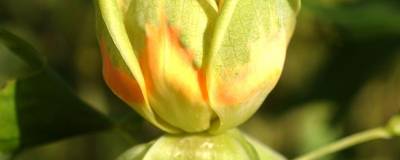 LIRIODENDRON tulipifera 01