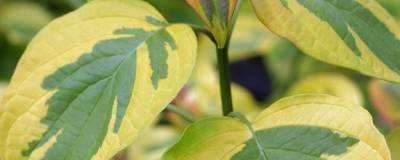 CORNUS alternifolia GOLDEN SHADOW (R) 'Wstackman' cov 01
