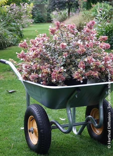 © Hortival Diffusion - Tous droits réservés