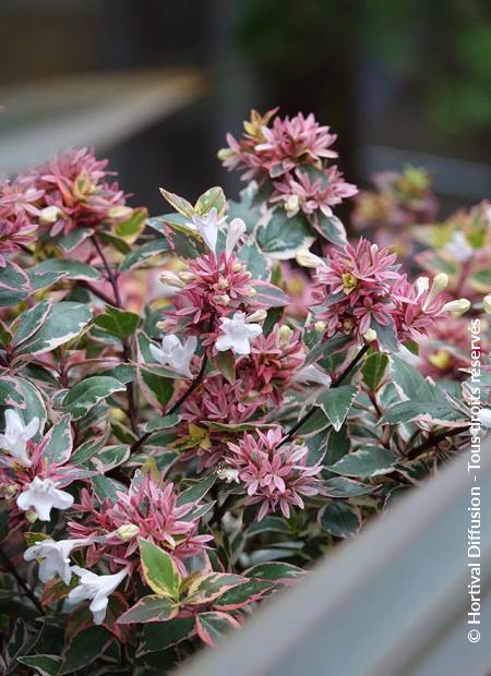 © Hortival Diffusion - Tous droits réservés