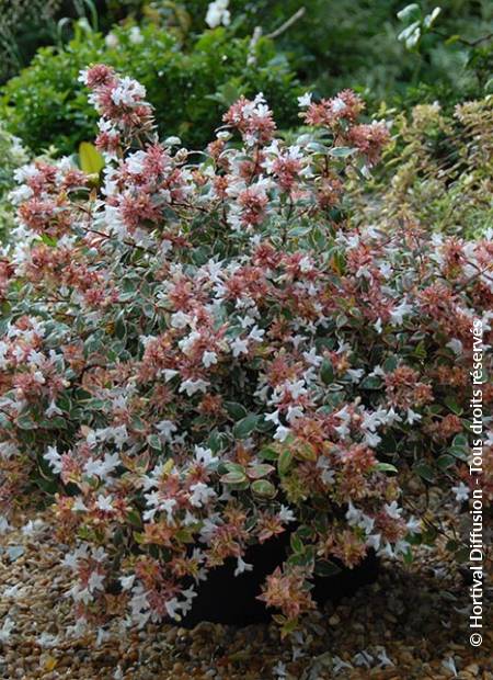© Hortival Diffusion - Tous droits réservés