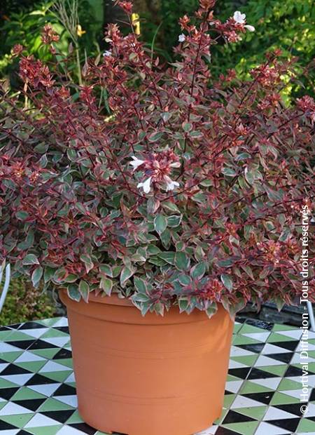 © Hortival Diffusion - Tous droits réservés