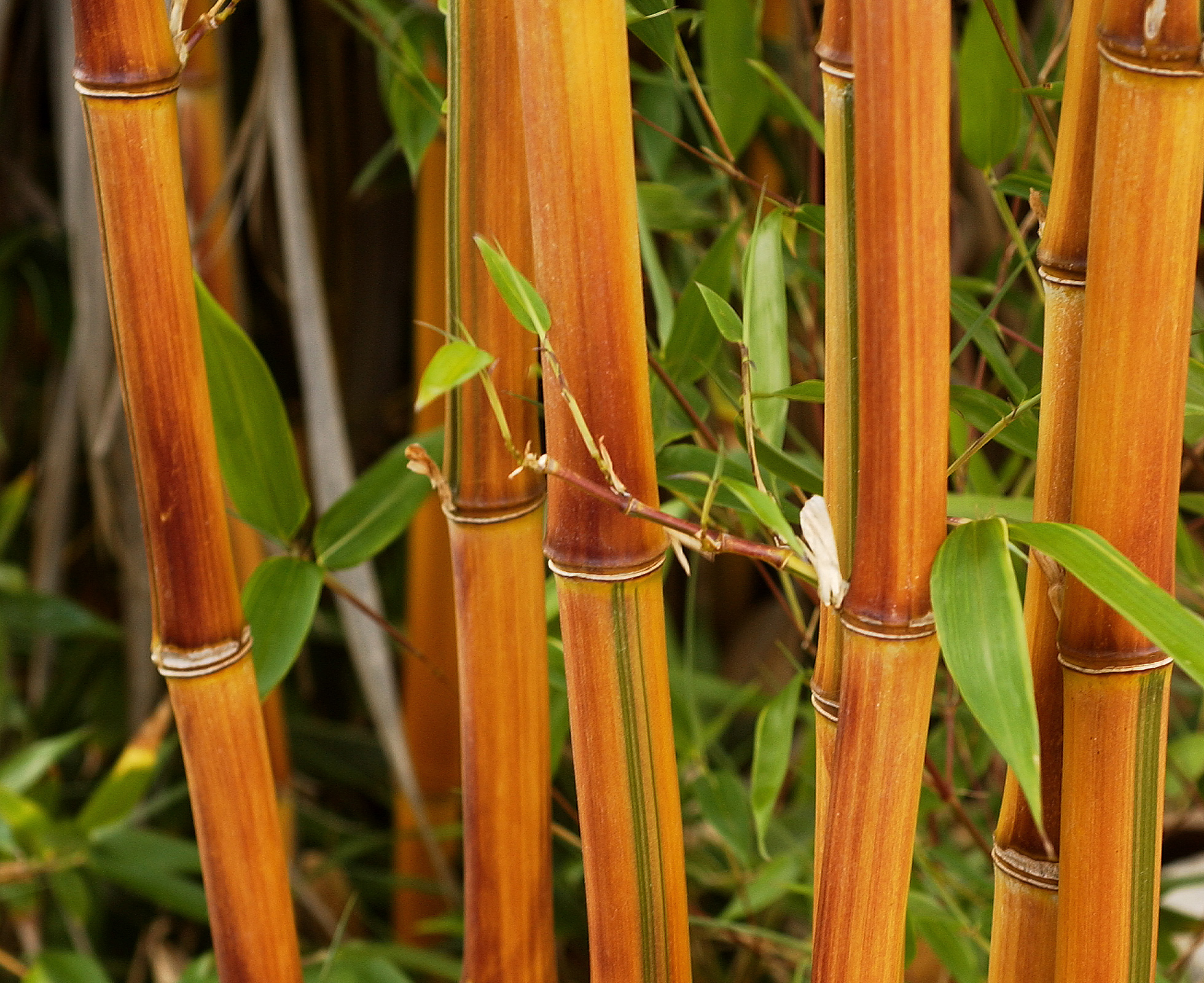  Bambous  et Gramin es Minier Solution Pro