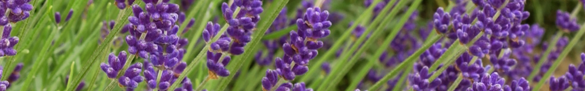 Plantes de climat doux - Pépinières Minier