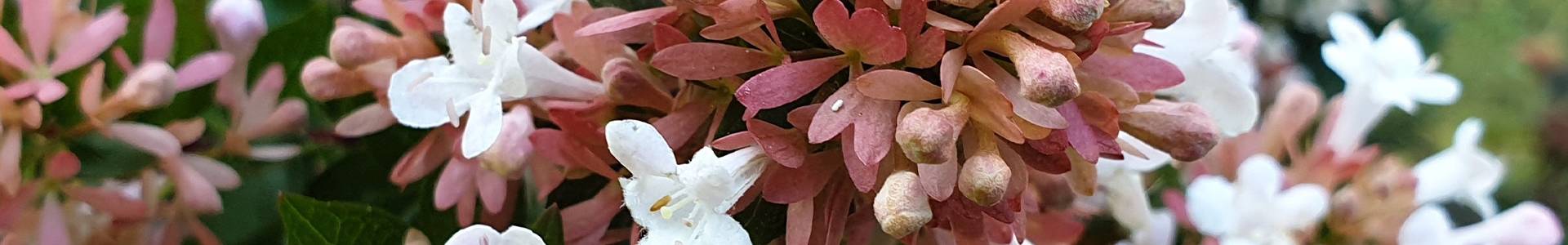 Abelia Chinensis