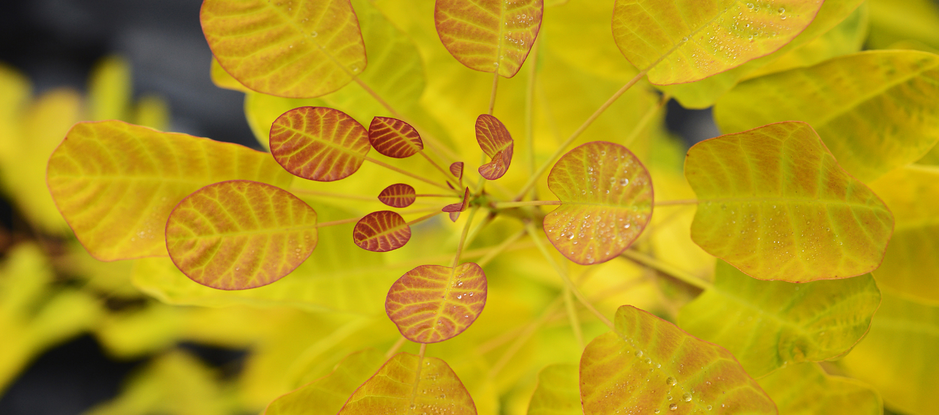 Cotinus Coggygria GOLDEN LADY® 