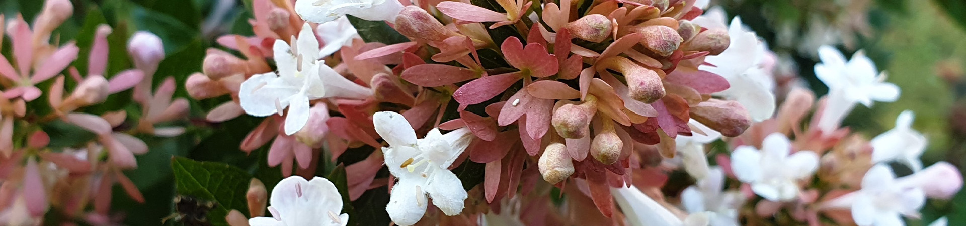 Abelia Chinensis