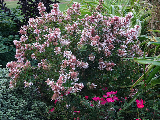 Abelia Chinensis Autumn Festival