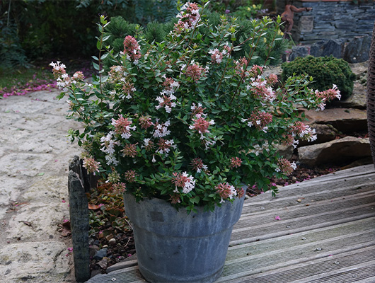 Abelia Chinensis Autumn Festival