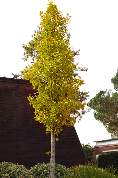 Ginkgo Biloba Gold Flame - FPB