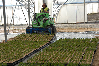 Jeunes Plants Jeunes Plants