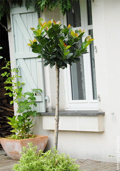 Prunus Laurocerasus ‘Miniredia’ cov - FPB Prunus Laurocerasus ‘Miniredia’ cov - FPB