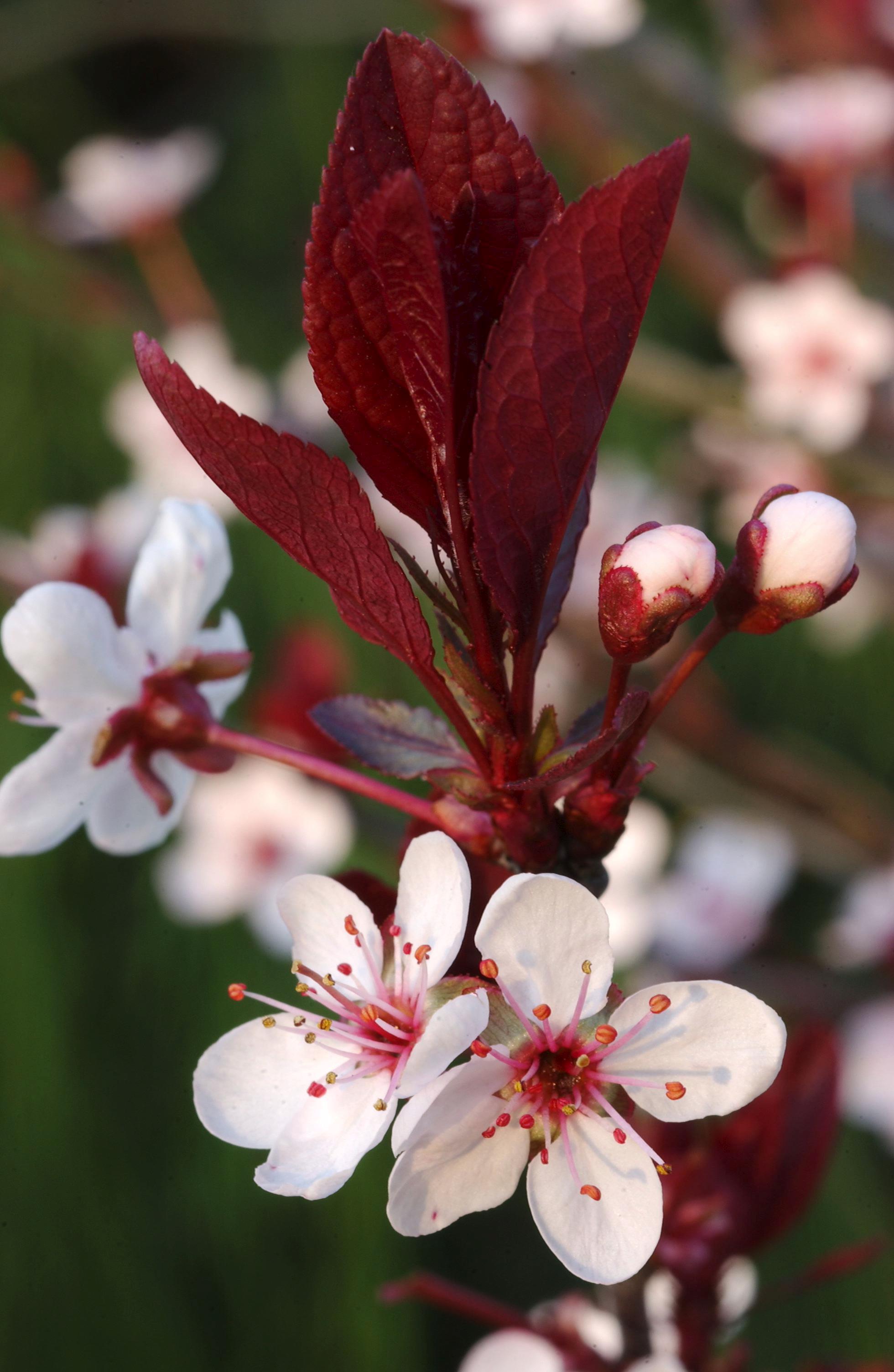 Prunus - Minier