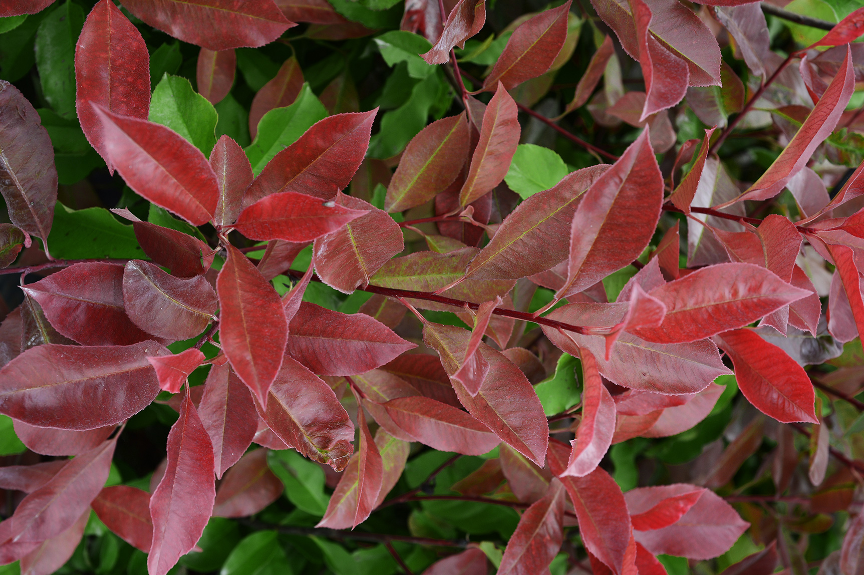 photinia-x-fraseri-red-select-Minier