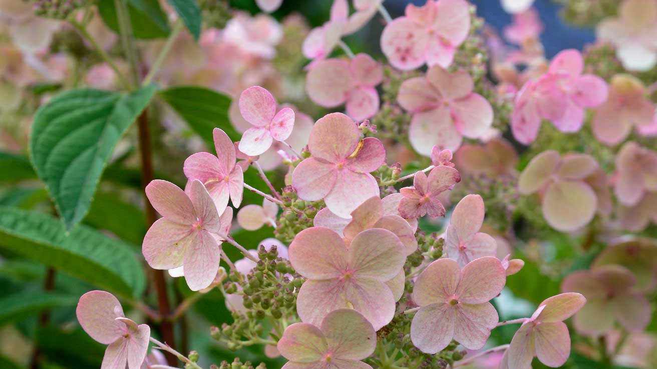 Hydrangea - Pepinieres Minier