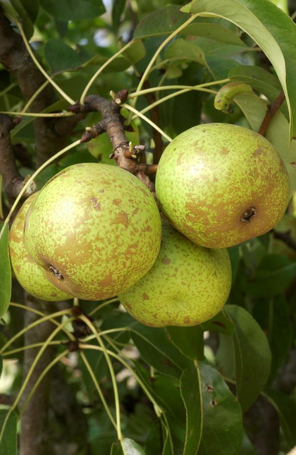 Груша Бергамот Осенний Описание Фото – Telegraph