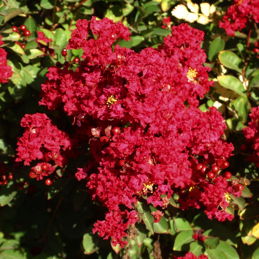 LAGERSTROEMIA indica 'RED IMPERATOR' | Minier Solution Pro
