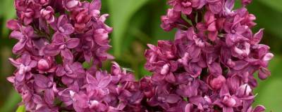 SYRINGA vulgaris 'CHARLES JOLY' 01