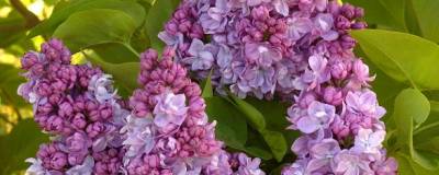 SYRINGA vulgaris 'KATHERINE HAVEMEYER' 01