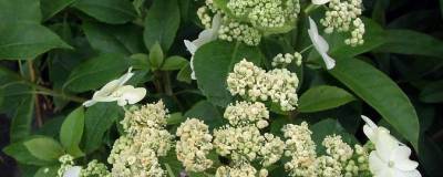 HYDRANGEA x SEMIOLA (R) 'Inovalaur' cov 01