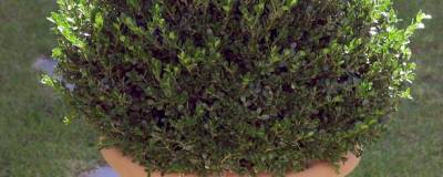 BUXUS microphylla 'FAULKNER' 01