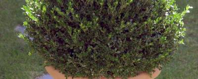 BUXUS microphylla 'FAULKNER' 01