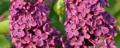 SYRINGA vulgaris 'SOUVENIR DE LOUIS SPAETH' 01