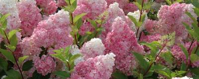 HYDRANGEA paniculata VANILLE FRAISE (R) 'Renhy' cov 01