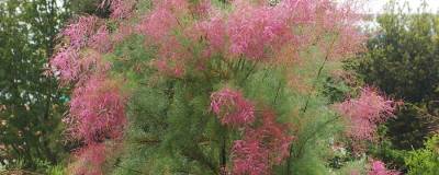 TAMARIX ramosissima 'PINK CASCADE' 01