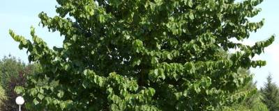 TILIA platyphyllos 01