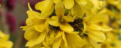 FORSYTHIA x intermedia MIKADOR (R) 'Minfor6' cov 01