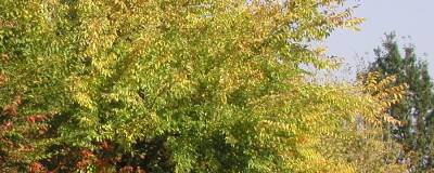 ULMUS RESISTA (R) 'Sapporo Gold' 01