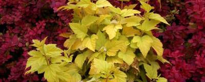 PHYSOCARPUS opulifolius ANGEL GOLD (R) 'Minange' cov 01