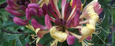 LONICERA periclymenum CHIC & CHOC (R) 'Inov205' cov 01