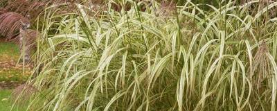 MISCANTHUS sinensis var.condensatus 'COSMOPOLITAN' 01