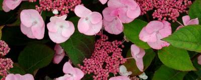 HYDRANGEA macrophylla DOLCE (R) GIPSY 'Dolgip' cov 01