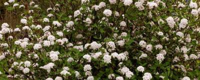 VIBURNUM carlesii 01