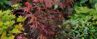 ACER palmatum 'SKEETER'S BROOM' 01