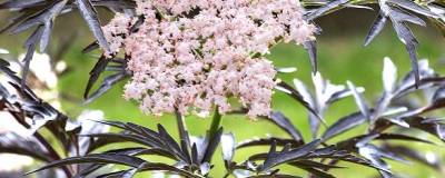 SAMBUCUS nigra BLACK LACE 'Eva' cov 01