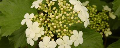 VIBURNUM opulus 'COMPACTUM' 01