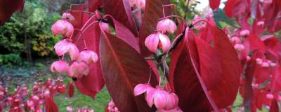 EUONYMUS grandiflorus RUBY WINE (R) 01