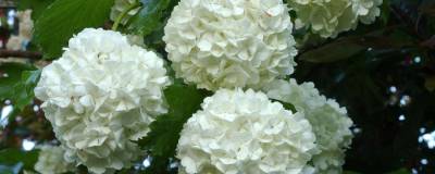 VIBURNUM opulus 'ROSEUM' VT 01