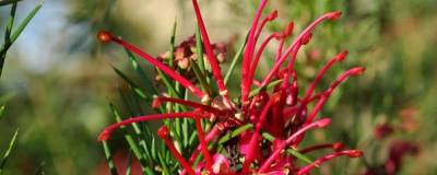 GREVILLEA juniperina 01