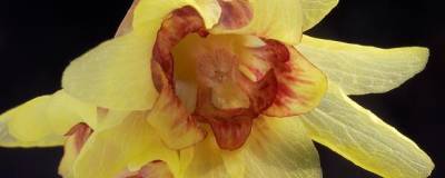 CHIMONANTHUS praecox 'GRANDIFLORUS' 01