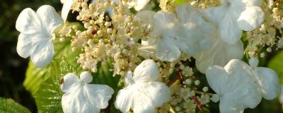 VIBURNUM plicatum 'LANARTH' 01