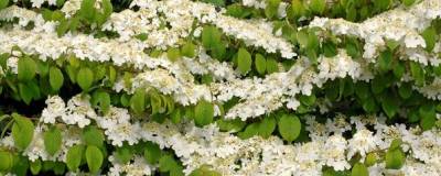 VIBURNUM plicatum 'MARIESII' GREAT STAR (R) 01