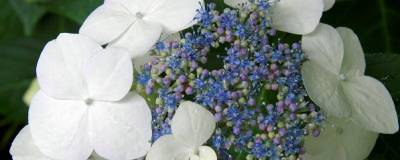 HYDRANGEA macrophylla GREAT STAR (R) 'BLANC BLEU' 01